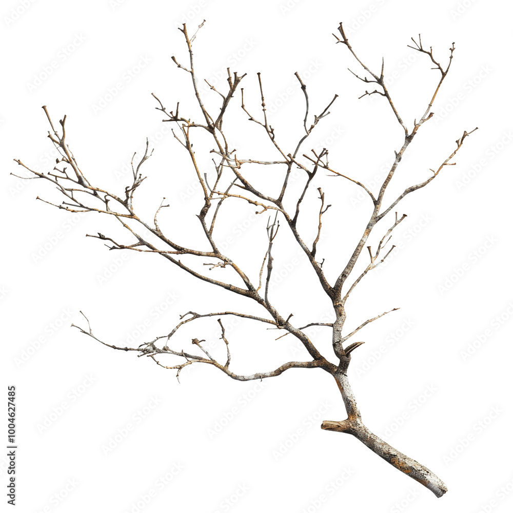 Fototapeta premium A Close-Up View of a Bare Branch