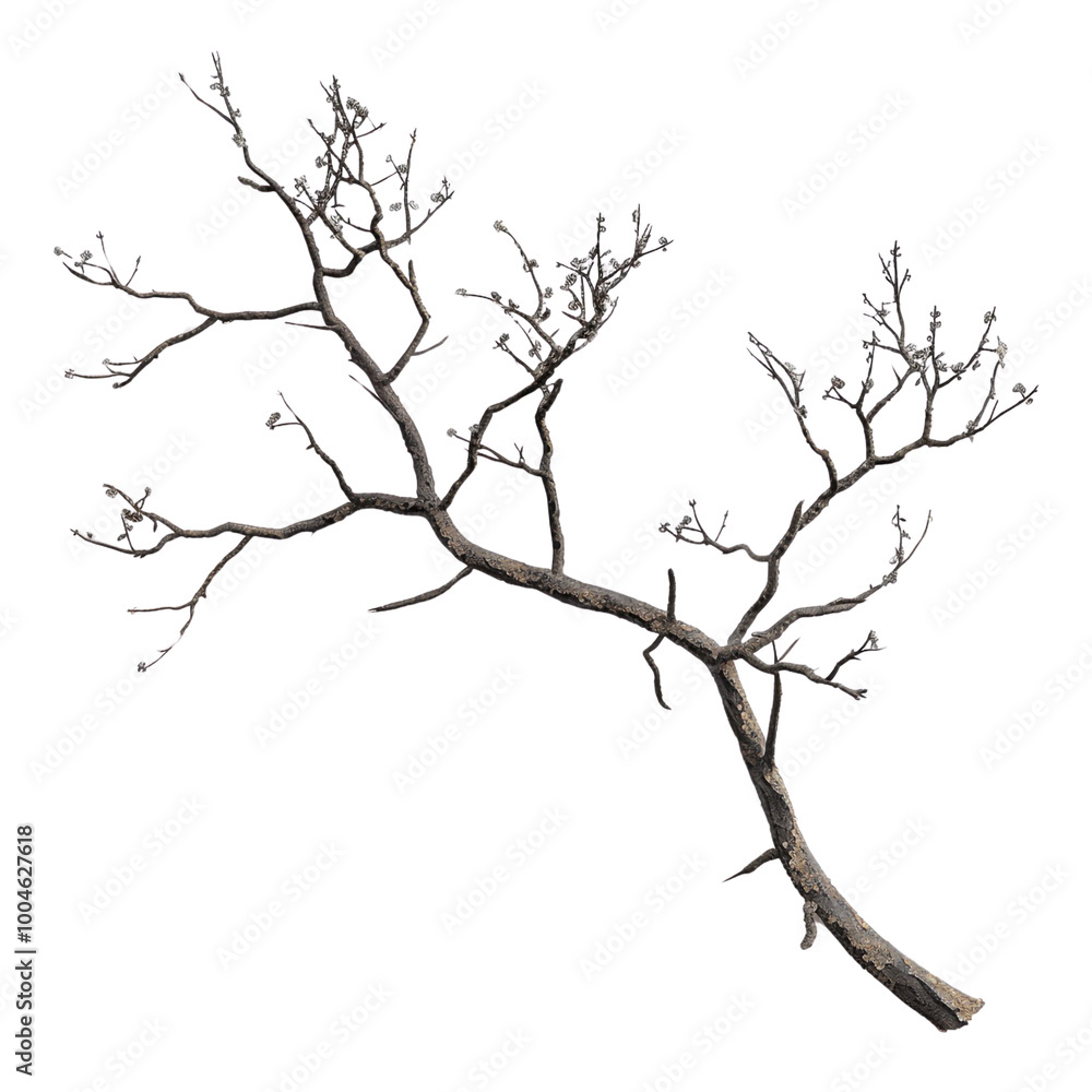 Bare Branch against a Black Background Bare Branch against a Black Background