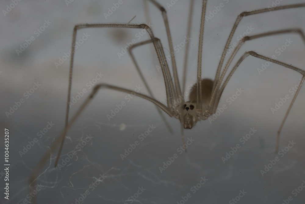 spider on the web spider on the web