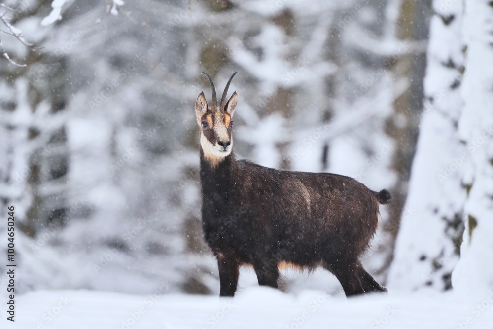 A beautiful chamois stand in the snowy forest. Rupicapra rupicapra. Winter scene with a achamois
A beautiful chamois stand in the snowy forest. Rupicapra rupicapra. Winter scene with a achamois