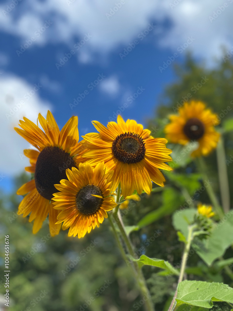 Bright Yellow Orange Sunflowers Vertical