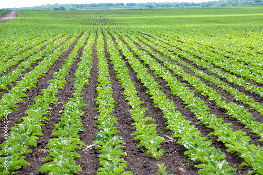 On the farm field grow sugar beets On the farm field grow sugar beets