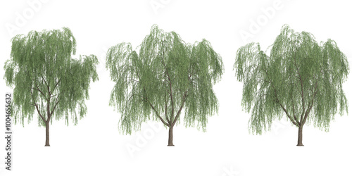 Collection of Weeping willow plants with transparent background