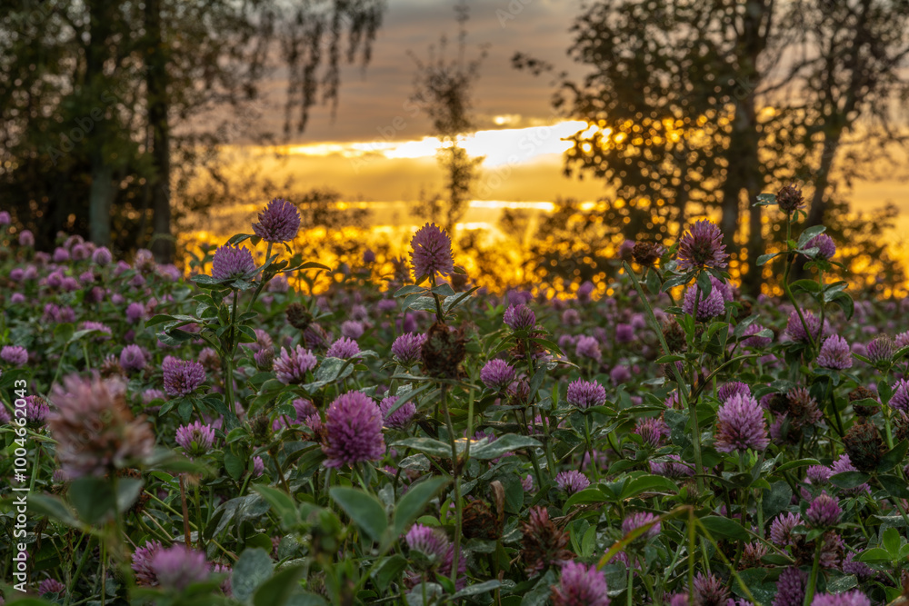Obraz premium View for sunset evening sky from clover field with violet blossoms