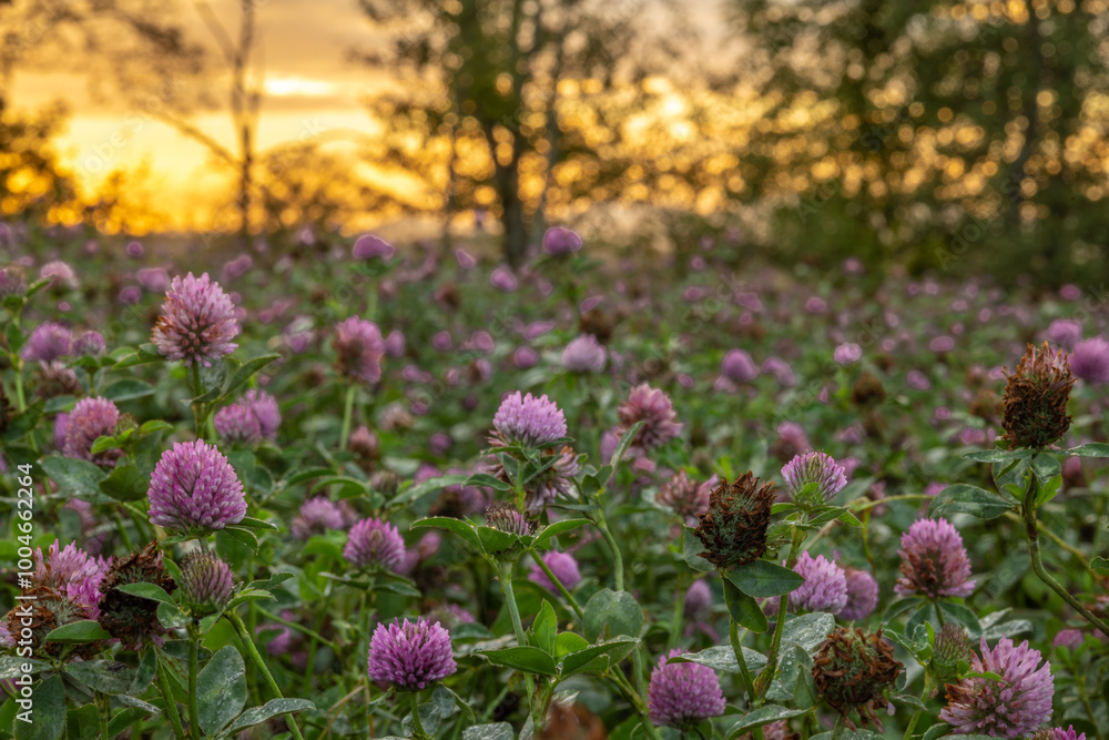Obraz premium View for sunset evening sky from clover field with violet blossoms