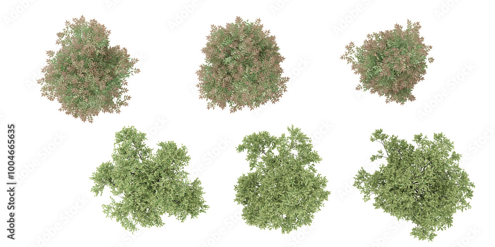 set of Sweet chestnut and Bush Leaf on transparent background from the top view set of Sweet chestnut and Bush Leaf on transparent background from the top view