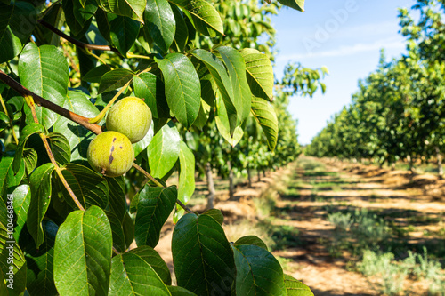 Developing Walnuts: Close-up of Two Walnuts on the Tree, with Rows of Trees Behind, Blurred in the Background. photo