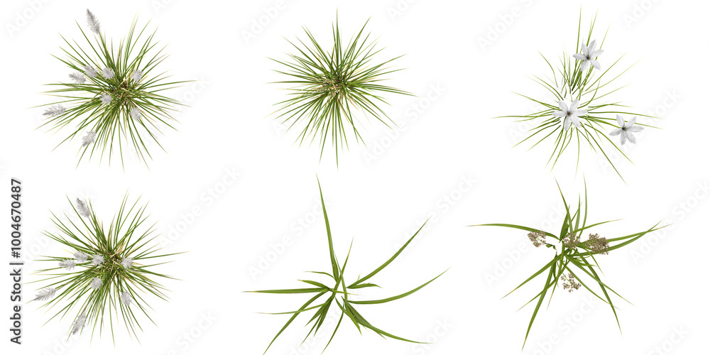 tropical Fresh green grass isolated used for architecture from the top view tropical Fresh green grass isolated used for architecture from the top view