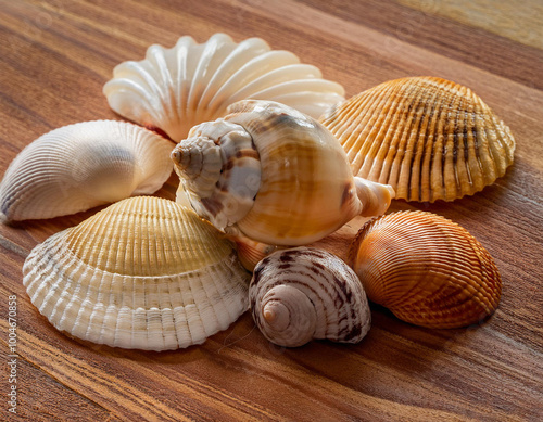 Close-Up of a Seashell Collection Displayed on a Wooden Surface photo