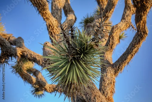Obraz Joshua tree