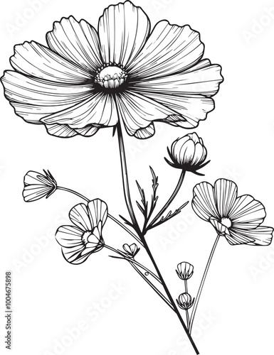 Flowers coloring pages, and book, Vector sketch of cosmos flower drawing, Hand drawn cosmos, botanical leaf bud illustration engraved ink art style. cosmos flower sketch vintage cosmos drawing