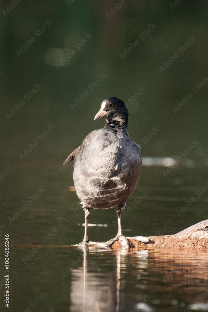 Coot standing on a stone in the sunlight at a lake Coot standing on a stone in the sunlight at a lake