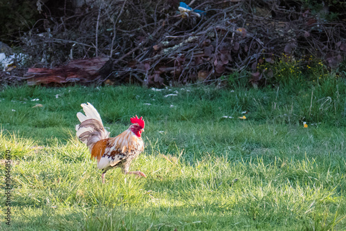 gallo caminando a la derecha photo