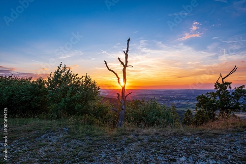 Sundown behind dead tree