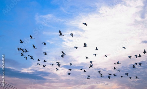 birds in the sky