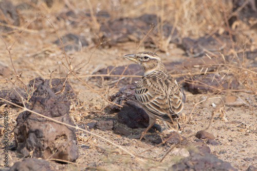 Bild auf Leinwand bimaculated lark or Melanocorypha bimaculata at desert national park, Rajasthan