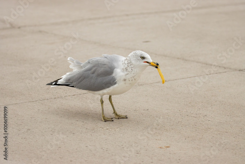 Canvas Print A seagull with a french fry
