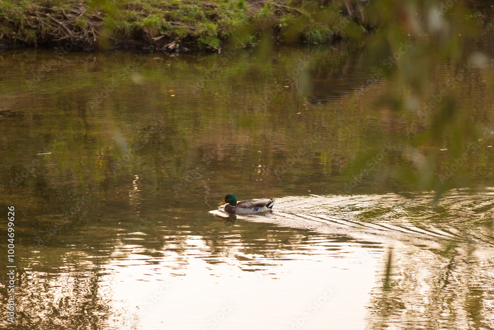 duck in the water duck in the water