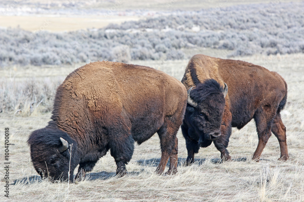 Bison on Antelope Island, Utah, in winter Bison on Antelope Island, Utah, in winter
