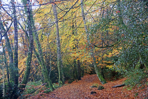  Decoy Country Park, Devon in Autumn 