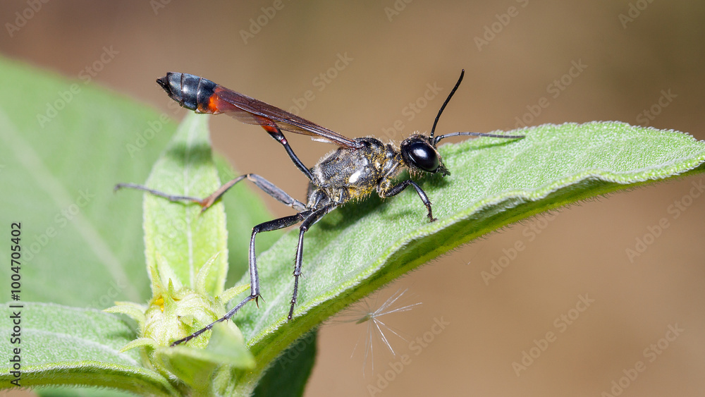 Fototapeta premium dragonfly on a leaf
