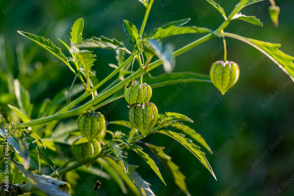 Ceplukan is the name of a type of small fruit that is covered with broad flower petals when ripe. This fruit is also known by various regional names such as cecenet, yr-ny (Physalis angulata L.).