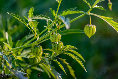 Obraz na płótnie Ceplukan is the name of a type of small fruit that is covered with broad flower petals when ripe. This fruit is also known by various regional names such as cecenet, yr-ny (Physalis angulata L.). w salonie