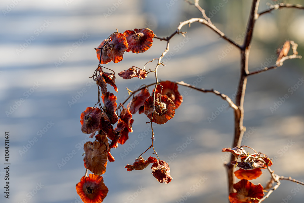 Close-up of leaves and flowers of Paliurus spina-christi, the blackthorn or crown of thorns plant.