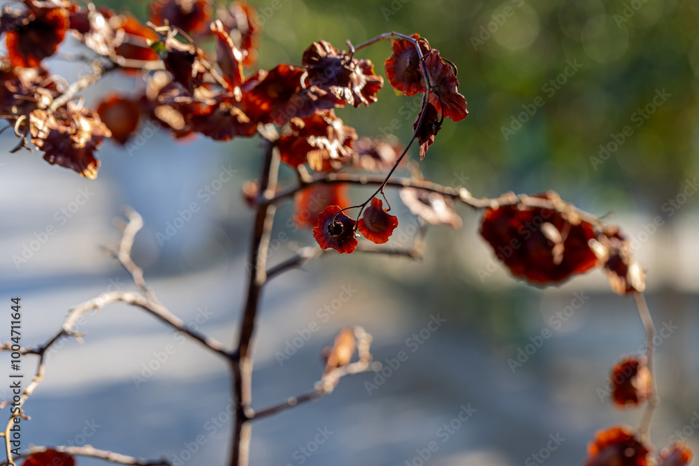 Close-up of leaves and flowers of Paliurus spina-christi, the blackthorn or crown of thorns plant.