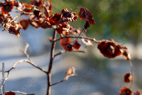 Obraz na płótnie Close-up of leaves and flowers of Paliurus spina-christi, the blackthorn or crown of thorns plant. w salonie