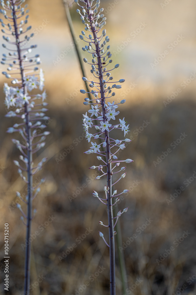 Drimia Maritima, also known as sea onion and island onion (urginea maritima, rimia maritima)