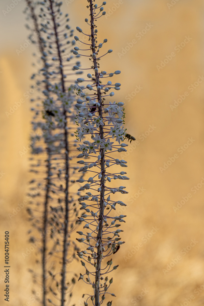 Drimia Maritima, also known as sea onion and island onion (urginea maritima, rimia maritima)