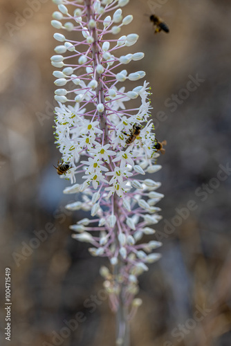 Drimia Maritima, also known as sea onion and island onion (urginea maritima, rimia maritima) photo