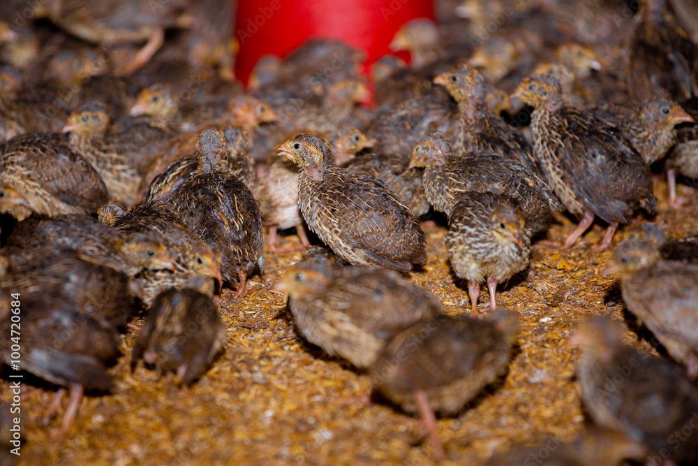 Close-up view of mature quail. Indoor natural living environment at night. Close-up view of mature quail. Indoor natural living environment at night.