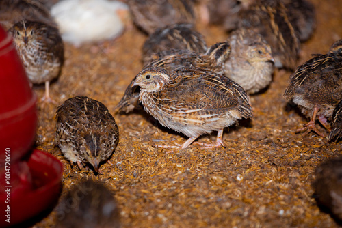 Close-up view of mature quail. Indoor natural living environment at night.