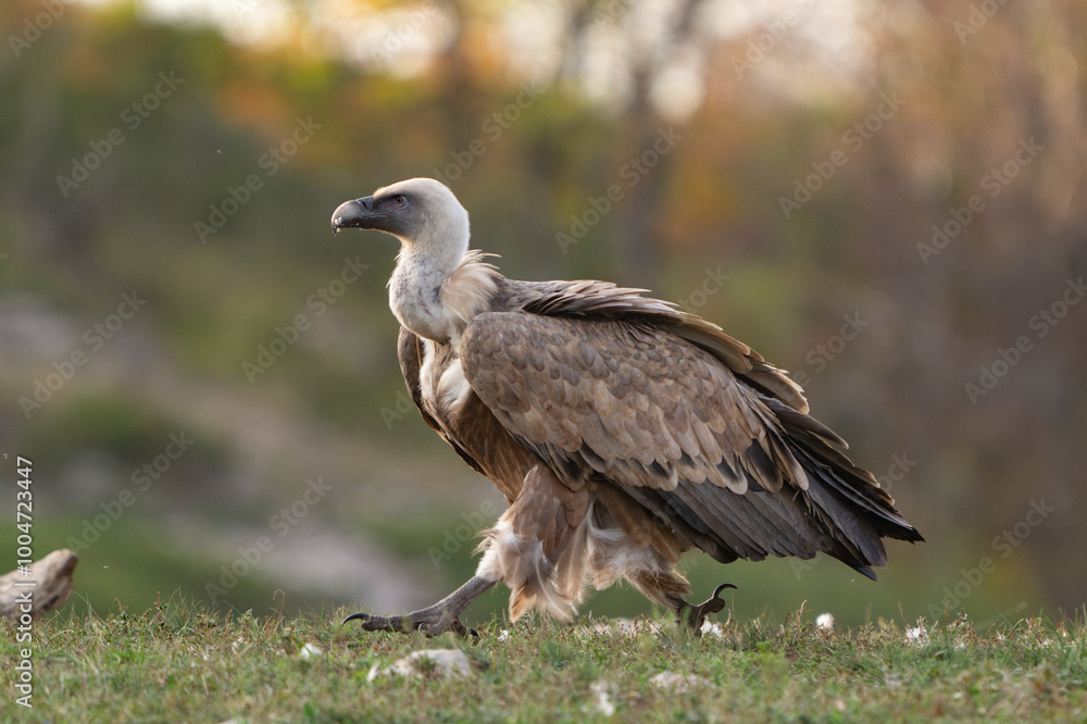 Griffon vulture or Eurasian griffon Gyps fulvus in the wild Griffon vulture or Eurasian griffon Gyps fulvus in the wild