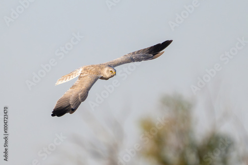 Montagu s Harrier Circus pygargus in flight in the wild photo