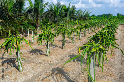 Beautiful alined dragon fruit land on the blue sky background. Dragon fruit (Hylocereus Undatus) is flowering. photo