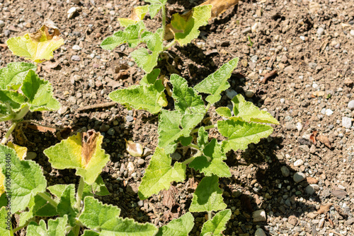 Squirting cucumber or Ecballium Elaterium plant in Saint Gallen in Switzerland photo