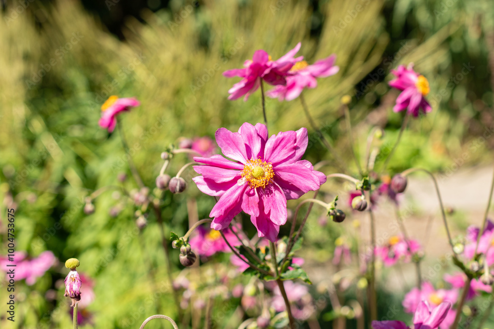 Anemone X Hybrida Rubra plant in Saint Gallen in Switzerland Anemone X Hybrida Rubra plant in Saint Gallen in Switzerland
