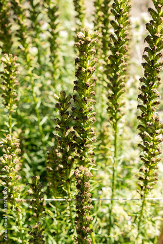 Prairie feather or Liatris Spicata plant in Saint Gallen in Switzerland photo