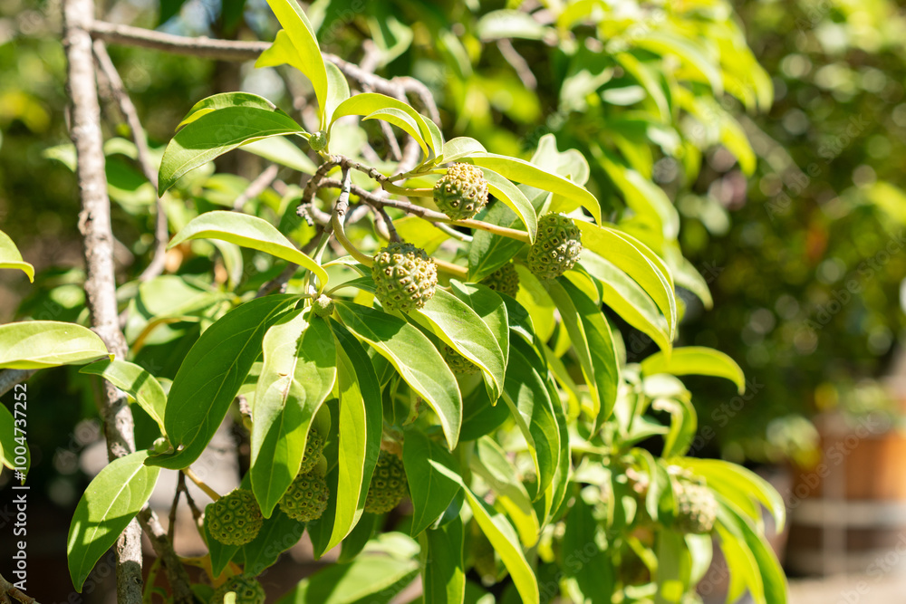 Obraz premium Benthams cornel or Cornus Capitata plant in Saint Gallen in Switzerland