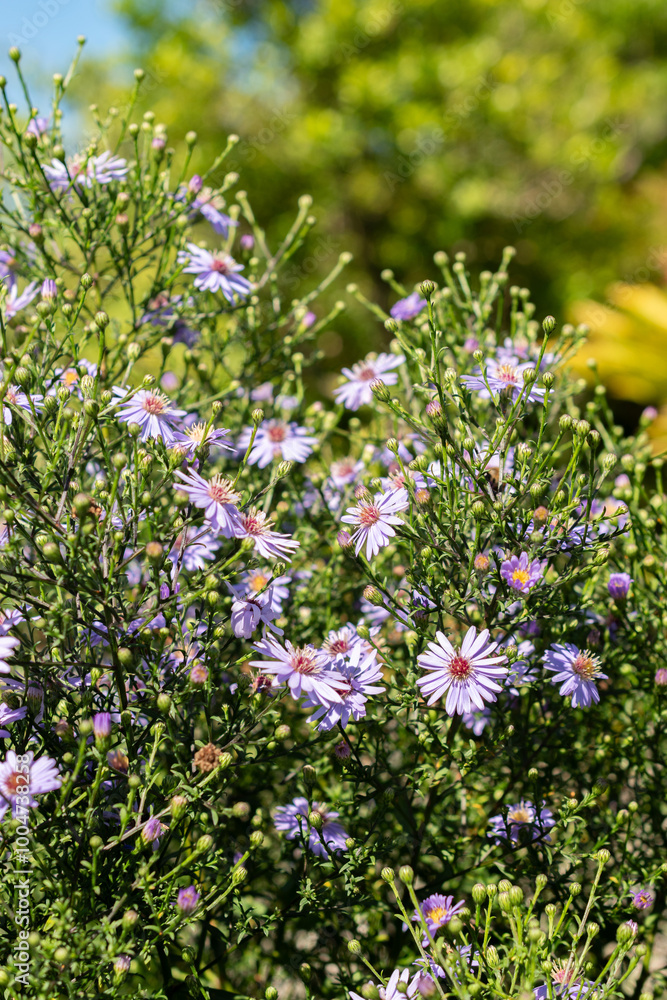 Heartleaf aster or Aster Cordifolius Ideal plant in Saint Gallen in Switzerland Heartleaf aster or Aster Cordifolius Ideal plant in Saint Gallen in Switzerland