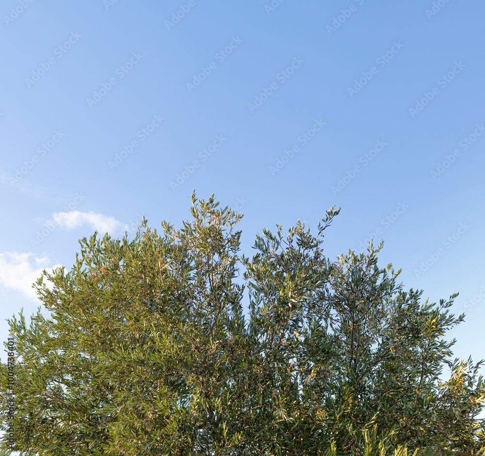 An olive tree with green leaves is in the middle of a blue sky. The sky is clear and bright, and the tree is the main focus of the image An olive tree with green leaves is in the middle of a blue sky. The sky is clear and bright, and the tree is the main focus of the image