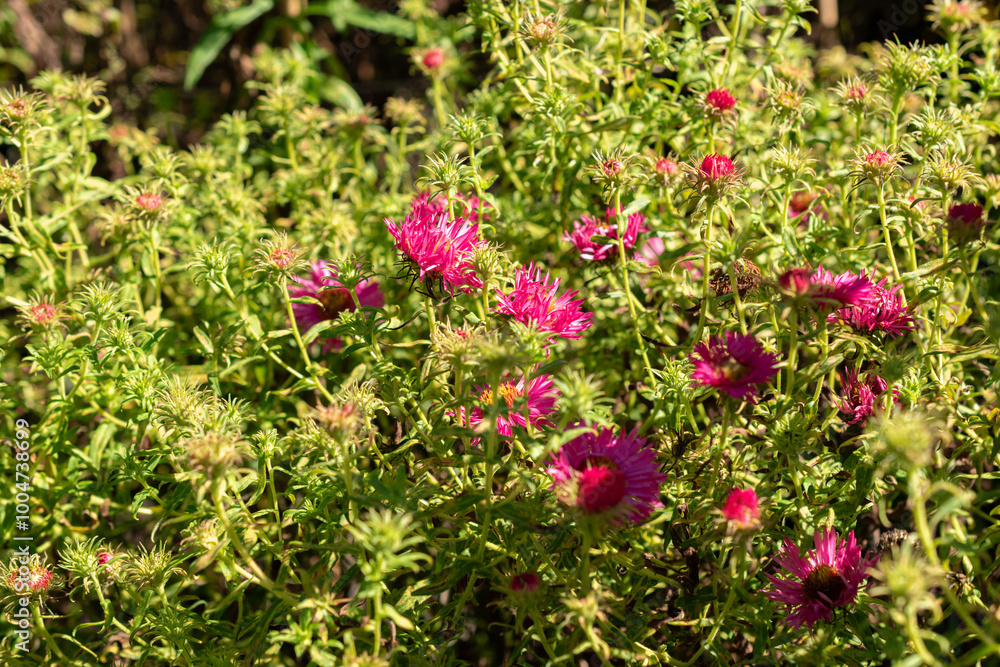 New england aster or Aster Novae Angliae Alma Poetschke plant in Saint Gallen in Switzerland New england aster or Aster Novae Angliae Alma Poetschke plant in Saint Gallen in Switzerland