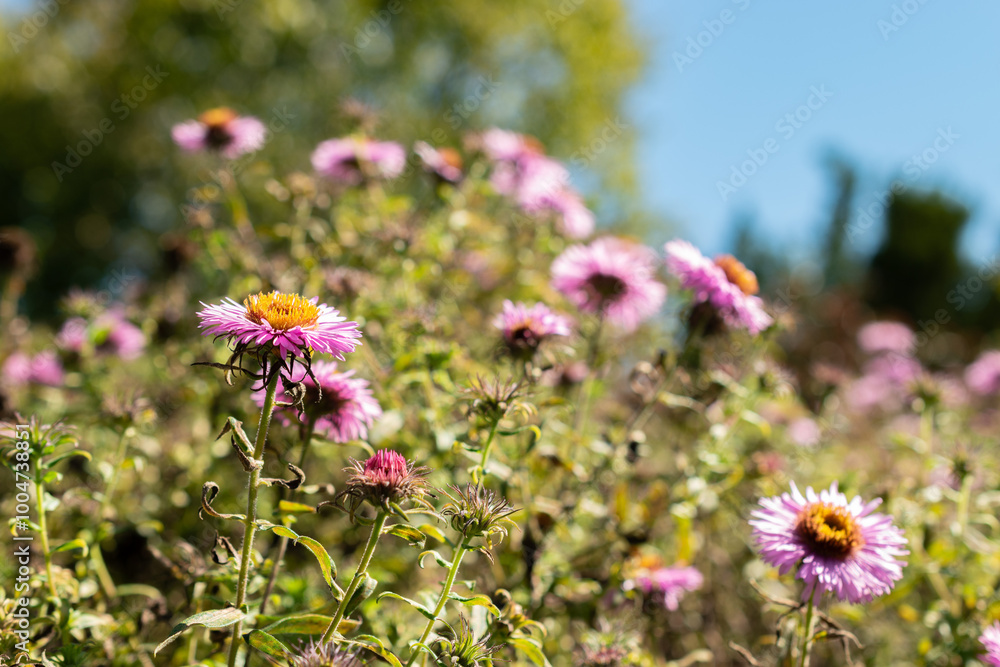 Obraz premium New england aster or Aster Novae Angliae Barrs Pink plant in Saint Gallen in Switzerland