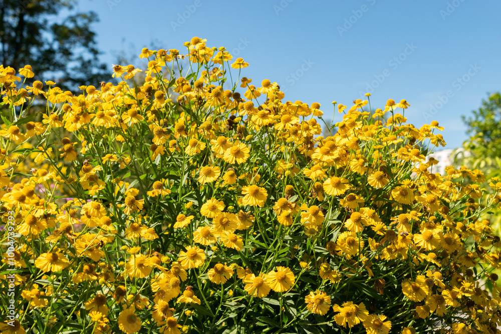 Helenium hybrid plant in Saint Gallen in Switzerland Helenium hybrid plant in Saint Gallen in Switzerland