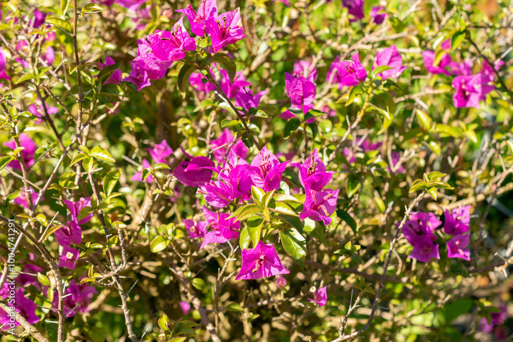 Fototapeta premium Bougainvillea X Buttiana plant in Saint Gallen in Switzerland