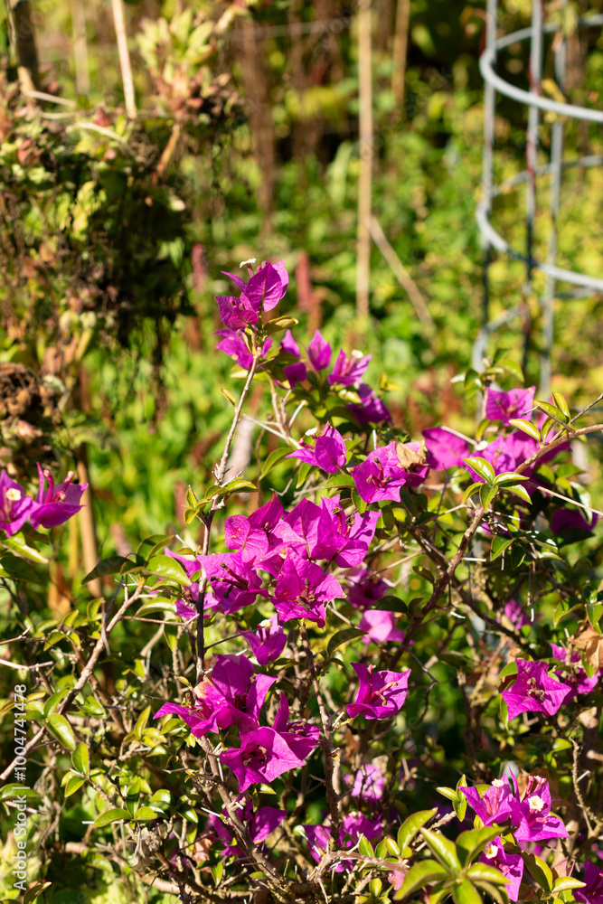 Bougainvillea X Buttiana plant in Saint Gallen in Switzerland Bougainvillea X Buttiana plant in Saint Gallen in Switzerland