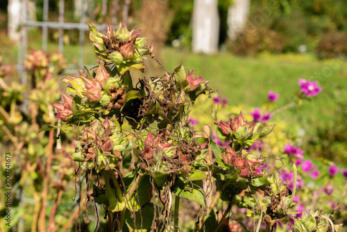 Sweet four o clock or Mirabilis Longiflora plant in Saint Gallen in Switzerland photo